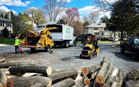 Best Storm Damage Tree Cleanup  in Phillipsburg, NJ