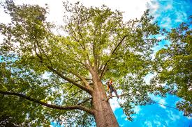 Best Hazardous Tree Removal  in Phillipsburg, NJ
