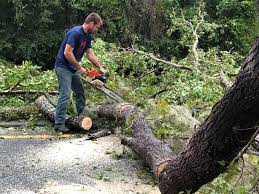 Best Stump Grinding and Removal  in Phillipsburg, NJ