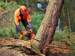  Phillipsburg, NJ Tree Removal Pros