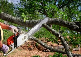 Best Utility Line Clearance  in Phillipsburg, NJ