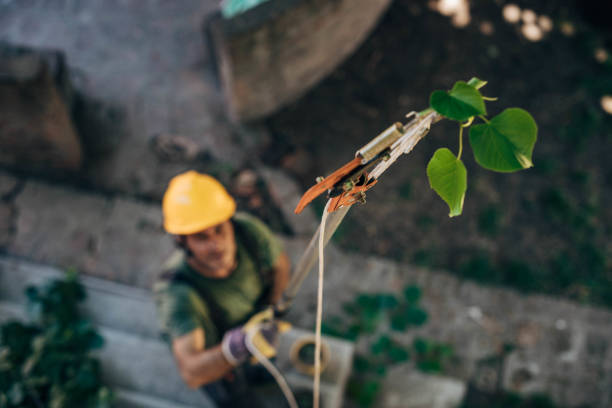 Best Tree Mulching  in Phillipsburg, NJ