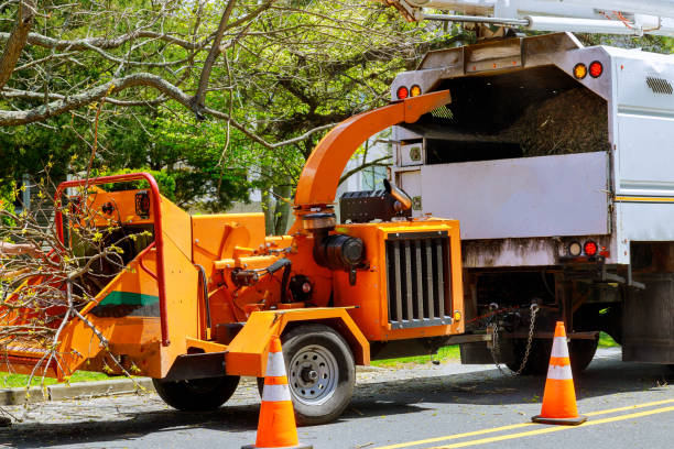 Best Tree Trimming and Pruning  in Phillipsburg, NJ