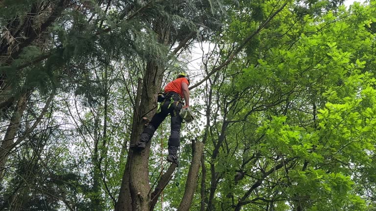 Best Tree Health Inspection  in Phillipsburg, NJ