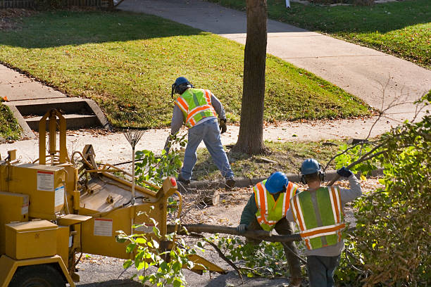 Best Stump Grinding and Removal  in Phillipsburg, NJ