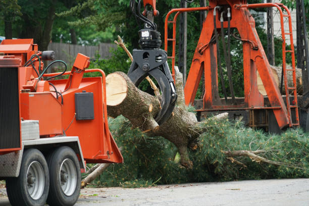 Best Palm Tree Trimming  in Phillipsburg, NJ