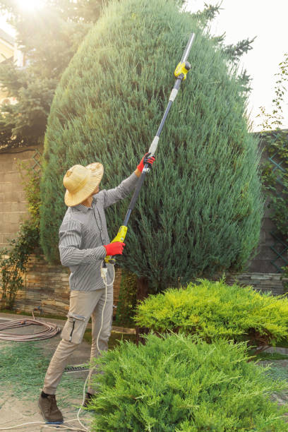 Best Arborist Consultation Services  in Phillipsburg, NJ