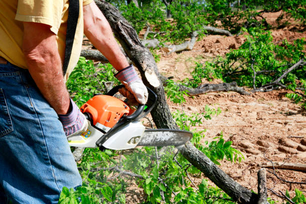Best Lawn Grading and Leveling  in Phillipsburg, NJ
